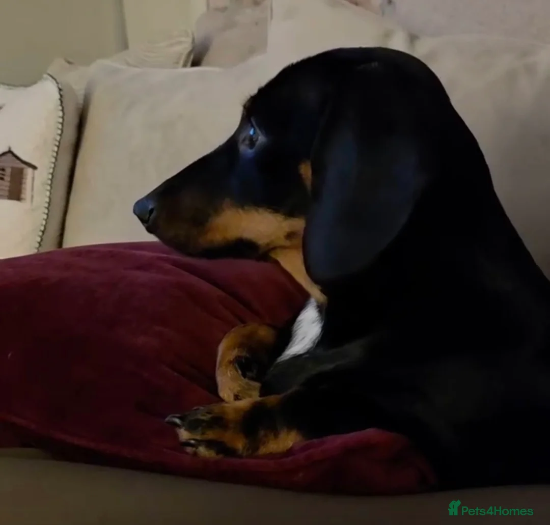 Dachshund dogs for sale: Miniature Dachshund  - Advert 3