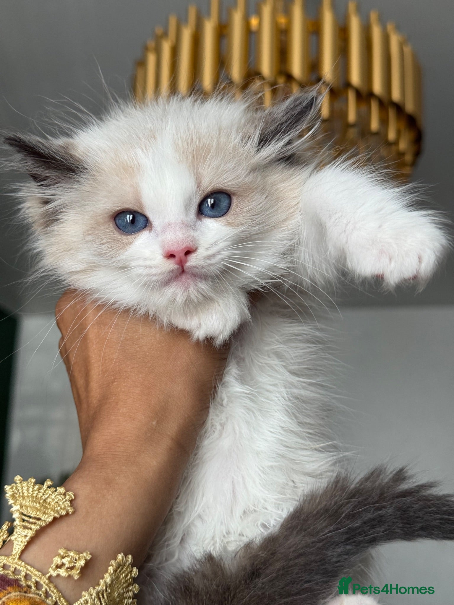 Ragdoll cats Registered Ragdoll kittens - Advert 5