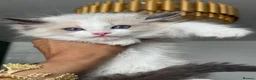 Ragdoll cats for sale: ACTIVE Bicolor Registered Ragdoll kittens - Advert 8