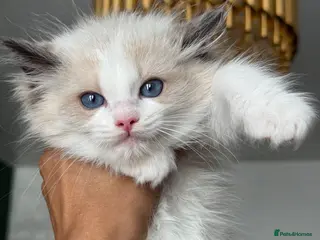 Ragdoll cats Registered Ragdoll kittens - Advert 2