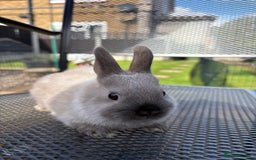 Netherland Dwarf rabbits for sale: * READY NOW! * 🐰 Netherland Dwarf Bunnies  - Image 3
