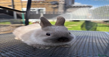 Netherland Dwarf rabbits - Advert 8