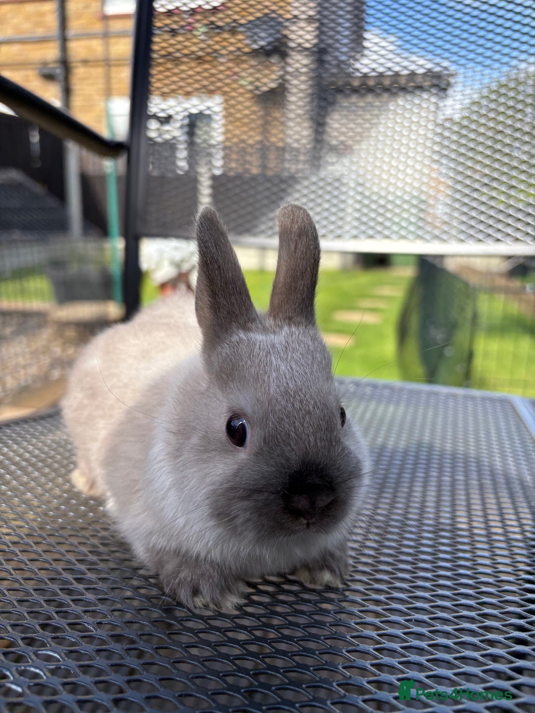 Netherland Dwarf rabbits for sale: * READY NOW! * 🐰 Netherland Dwarf Bunnies  - Image 3