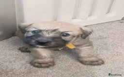 Soft Coated Wheaten Terrier dogs for sale: Soft coated wheaten terrier puppies  - Image 8
