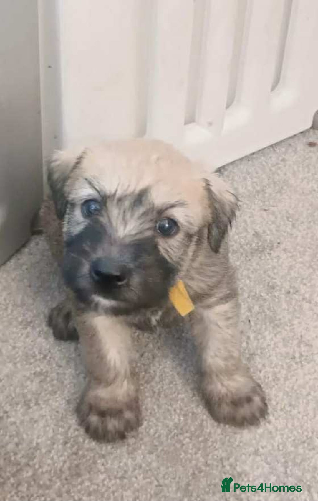 Soft Coated Wheaten Terrier dogs for sale: Soft coated wheaten terrier puppies  - Image 8