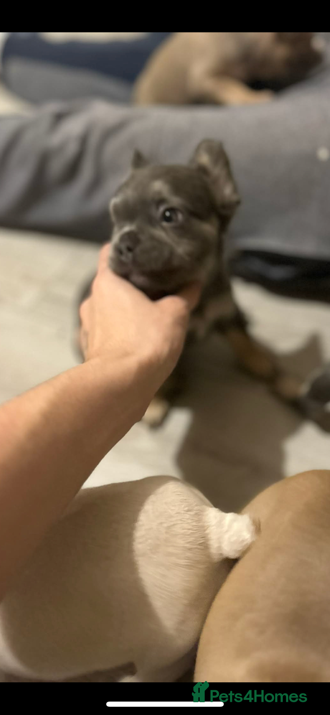 French Bulldog dogs for sale: French bulldog pups ready Now reduced‼️ - Advert 23