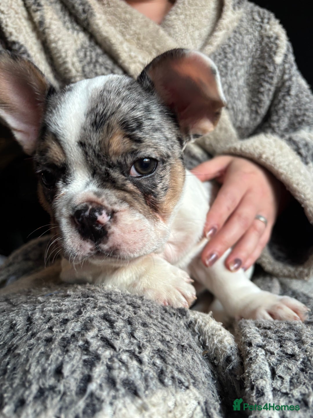 French Bulldog dogs for sale: (Price Reduced, 2 left) French Bulldog Puppies - Advert 29