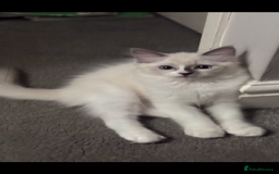 Ragdoll cats for sale: 2 female blue bicoloured ragdolls for sale🤍 - Image 7