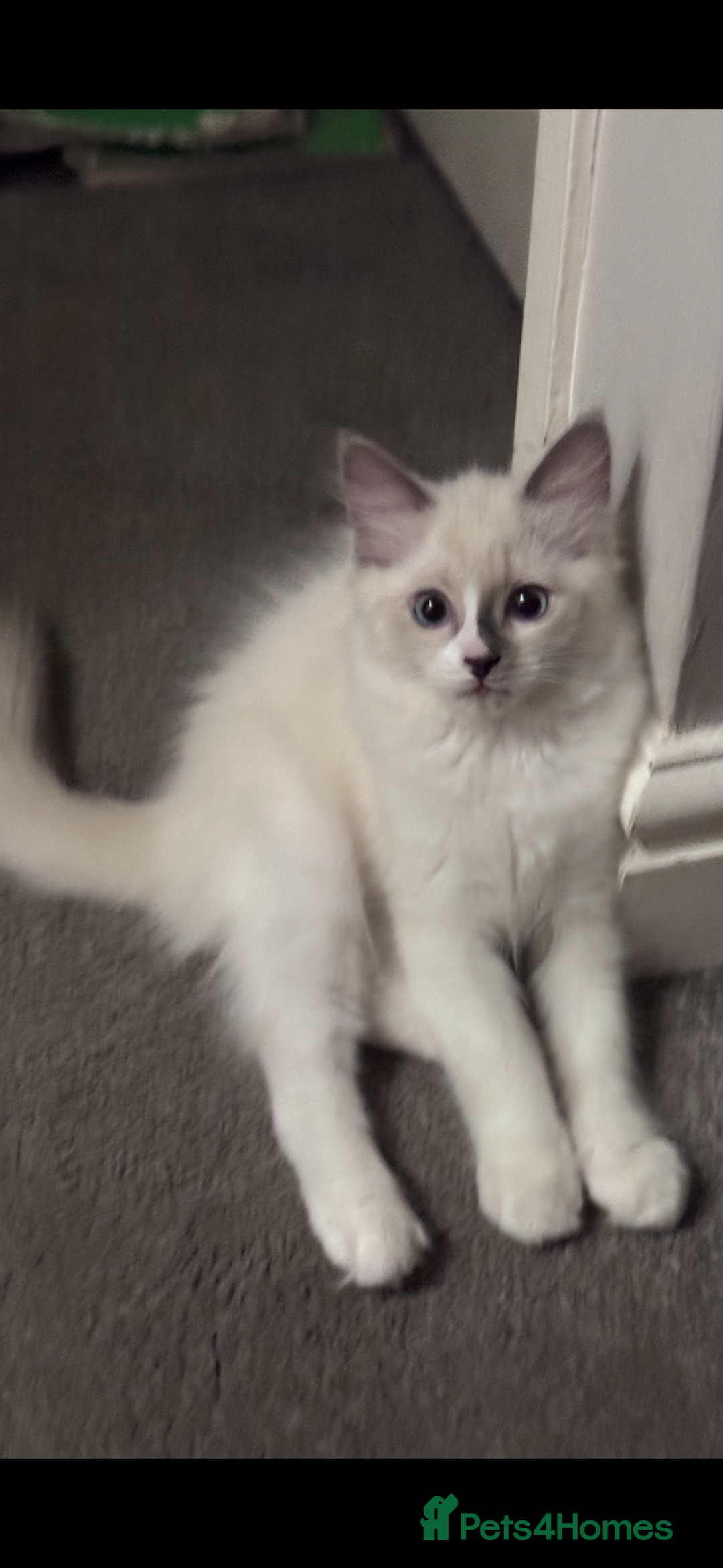Ragdoll cats for sale: 2 female blue bicoloured ragdolls for sale🤍 - Image 7