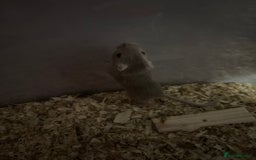 Gerbil rodents for sale: Female gerbils  - Image 4