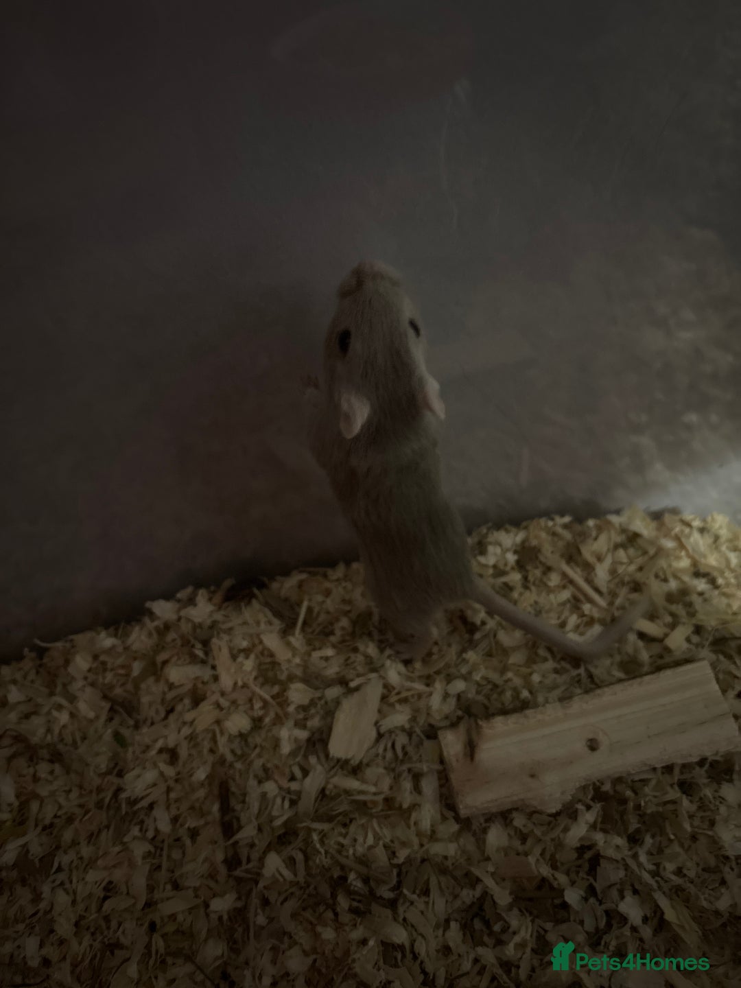 Gerbil rodents for sale: Female gerbils  - Image 4