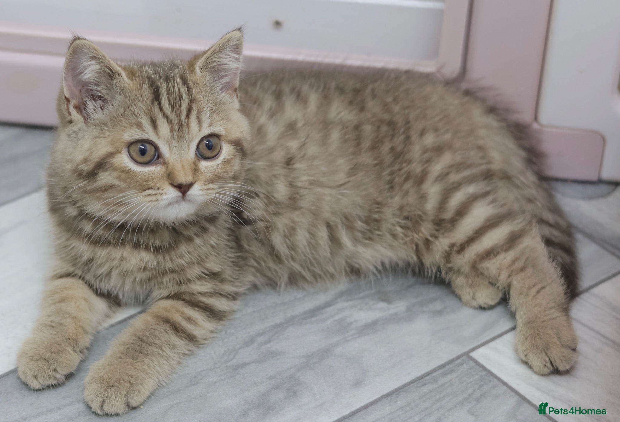 British Shorthair cats PEDIGREE REGISTERED CHUNKY BRITISH SHORTHAIRS - Advert 2