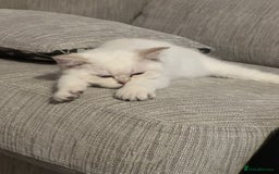 British Shorthair cats for sale: CUTE BRITISH SHORT HAIR LOOKING FOR FOREVER HOME - Image 16