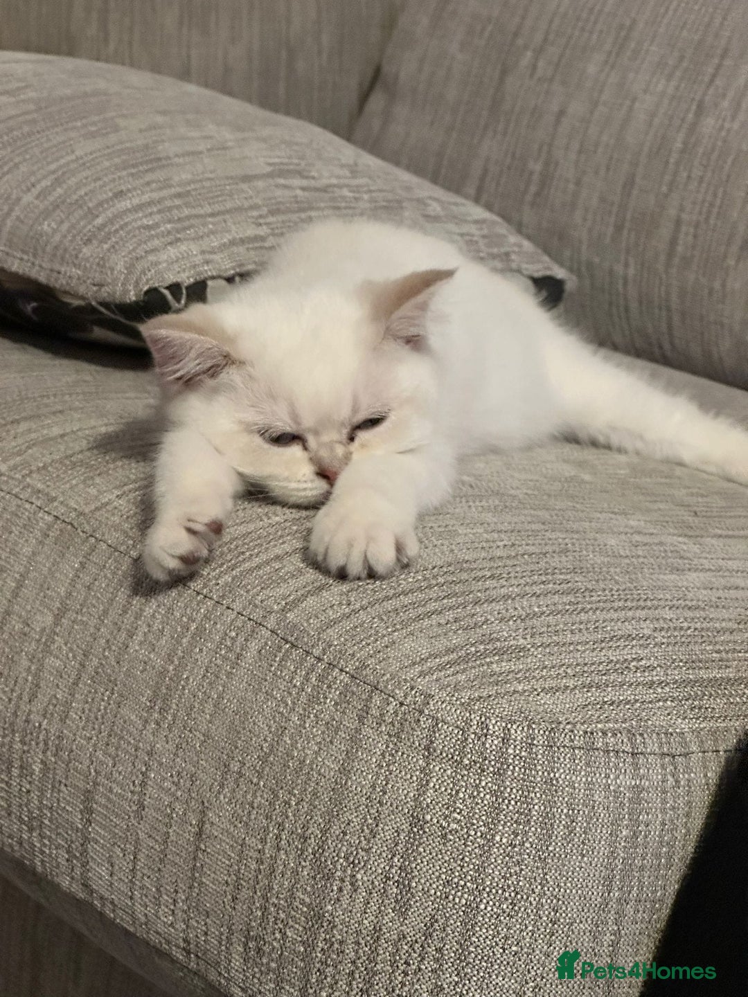 British Shorthair cats for sale: CUTE BRITISH SHORT HAIR LOOKING FOR FOREVER HOME - Image 16