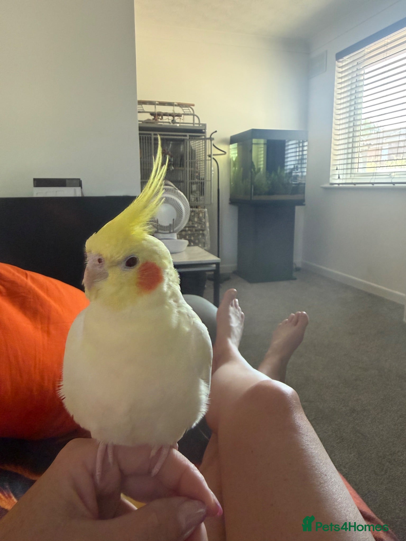 Cockatiels birds Hand tame cockatiel - Advert 3