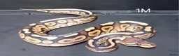 Python Snake reptiles for sale: Royal Python Hatchlings Males various morphs  - Advert 10