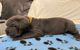 Neapolitan Mastiff dogs for sale:  Neapolitan mastiff puppies Newcastle  - Image 17