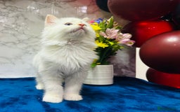 Ragdoll cats for sale: TICA Registered Magnificent Ragdoll kittens  - Image 39