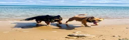 German Shepherd dogs for sale: Free Female German shepherd / Lurcher 1 year old in Gateshead - Advert 21