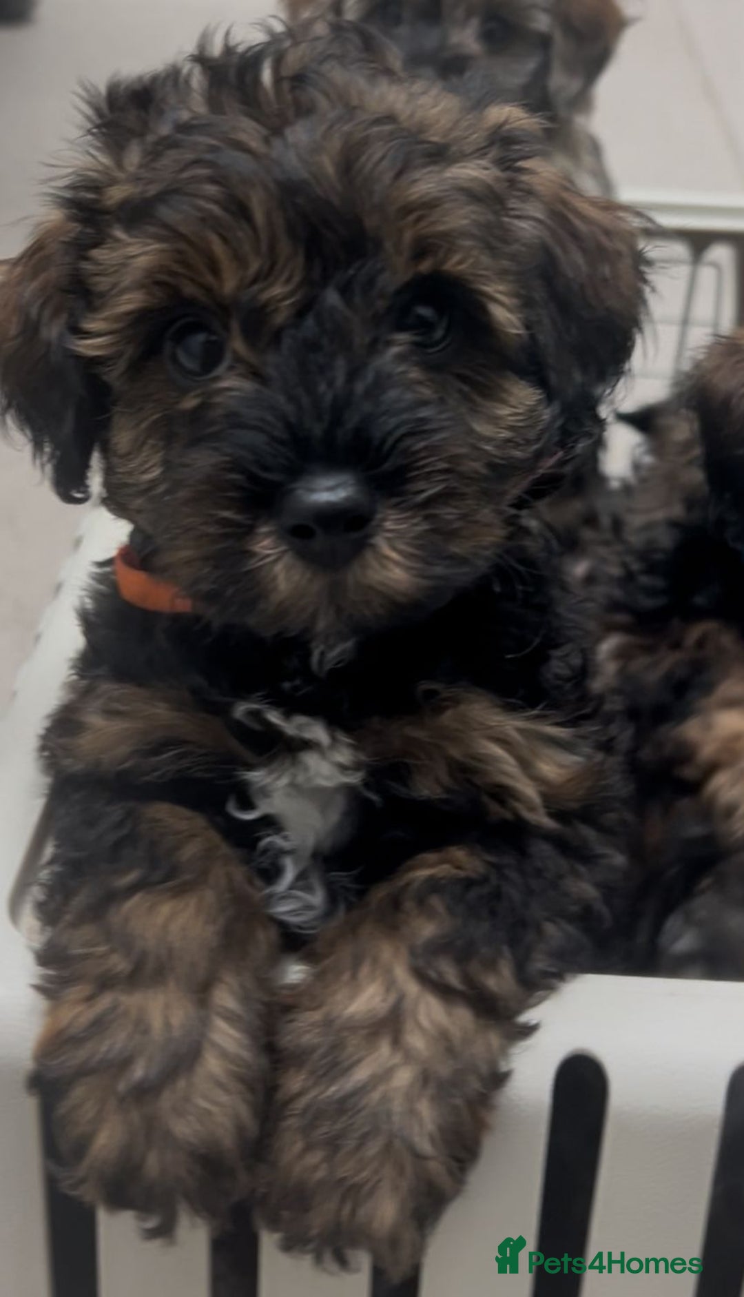 Mixed Breed dogs for sale: Tibetan x Toy Poodle - Image 27