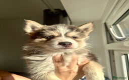 Pomsky dogs for sale: Family-Raised Pomsky Pups - Advert 36