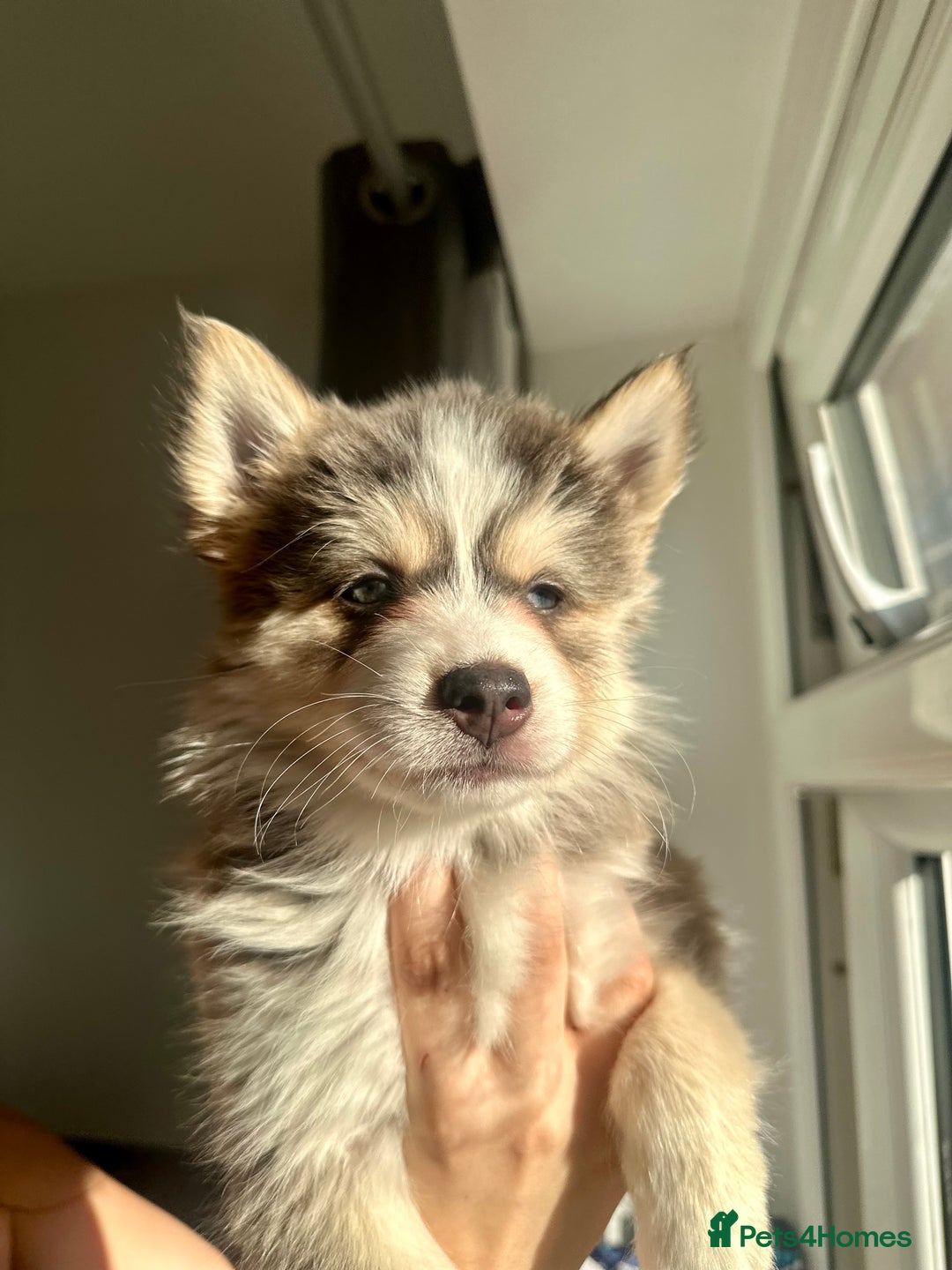 Pomsky dogs for sale: Family-Raised Pomsky Pups - Advert 36