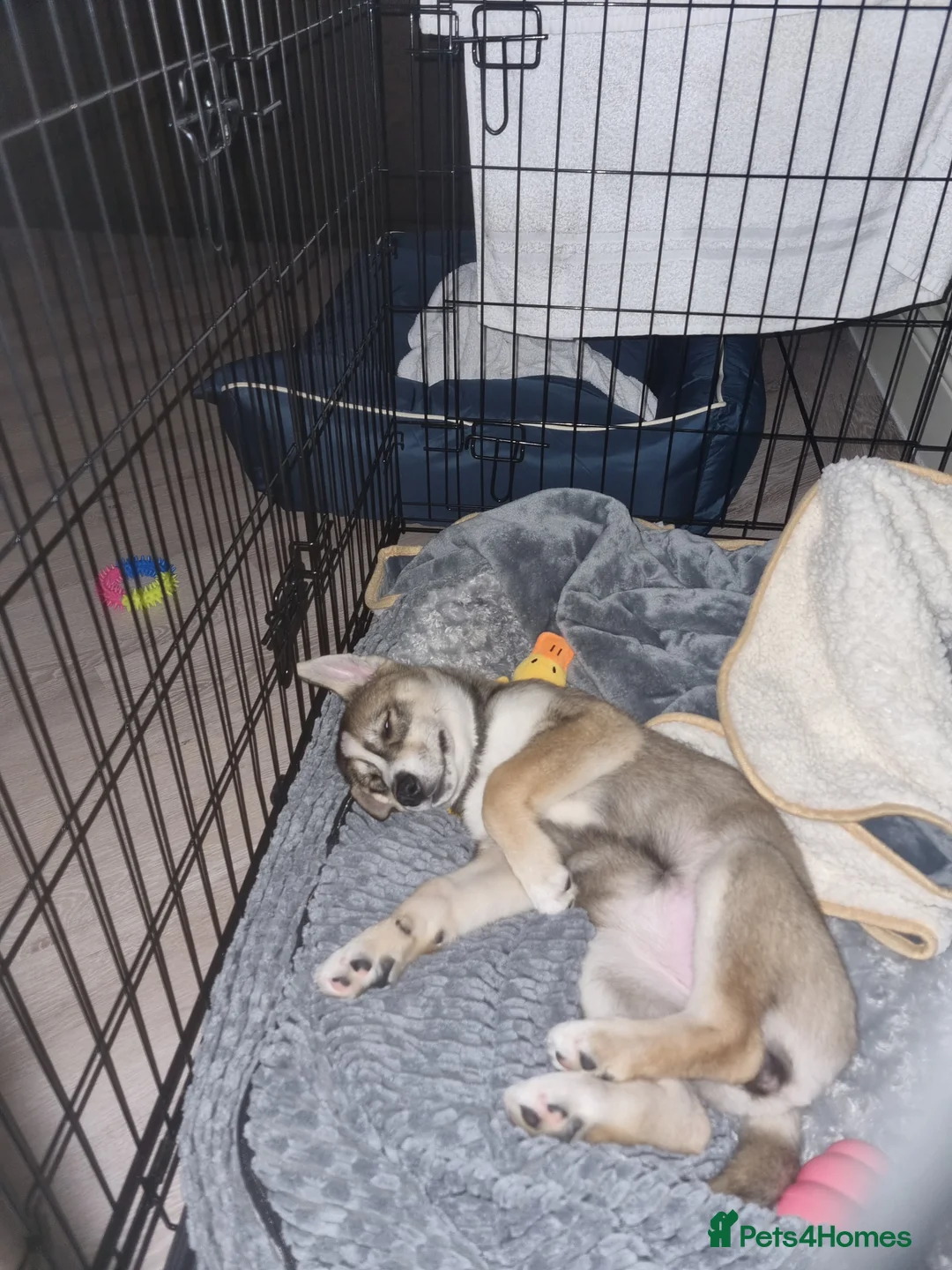 Siberian Husky dogs for sale: Rare Grey Agouti siberian husky  💖 fully insured - Advert 16