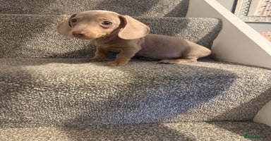 Miniature Dachshund dogs - Advert 9