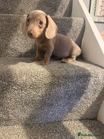 Miniature Dachshund dogs - Advert 2