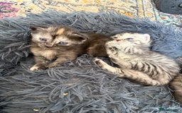 Bengal cats for sale: Beautiful half bengal kittens  - Image 19