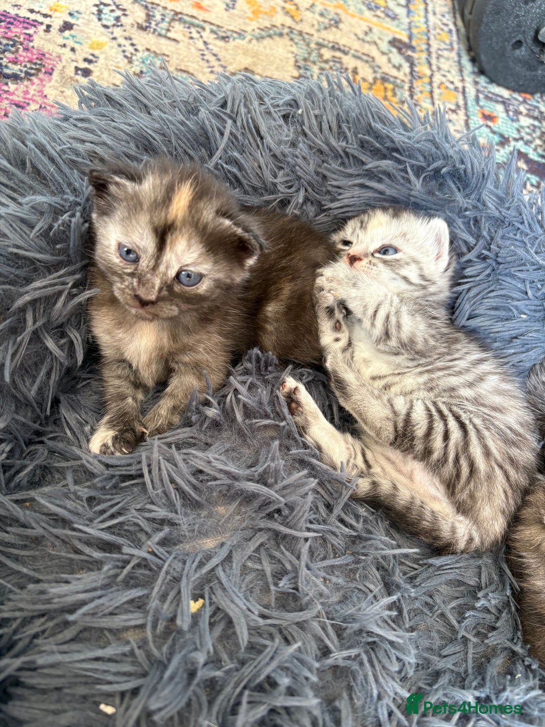 Bengal cats for sale: Beautiful half bengal kittens  - Image 19
