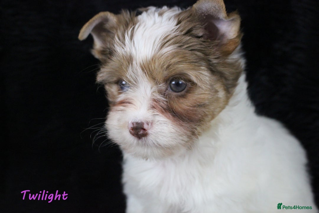 Yorkshire Terrier dogs for sale: Choc & White Yorkie Girl Blue eyes – Ready Now - Advert 12