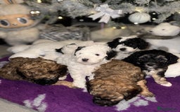 Cavapoo dogs for sale: Gorgeous rare Cavapoo F1B puppies 🐶  - Image 14