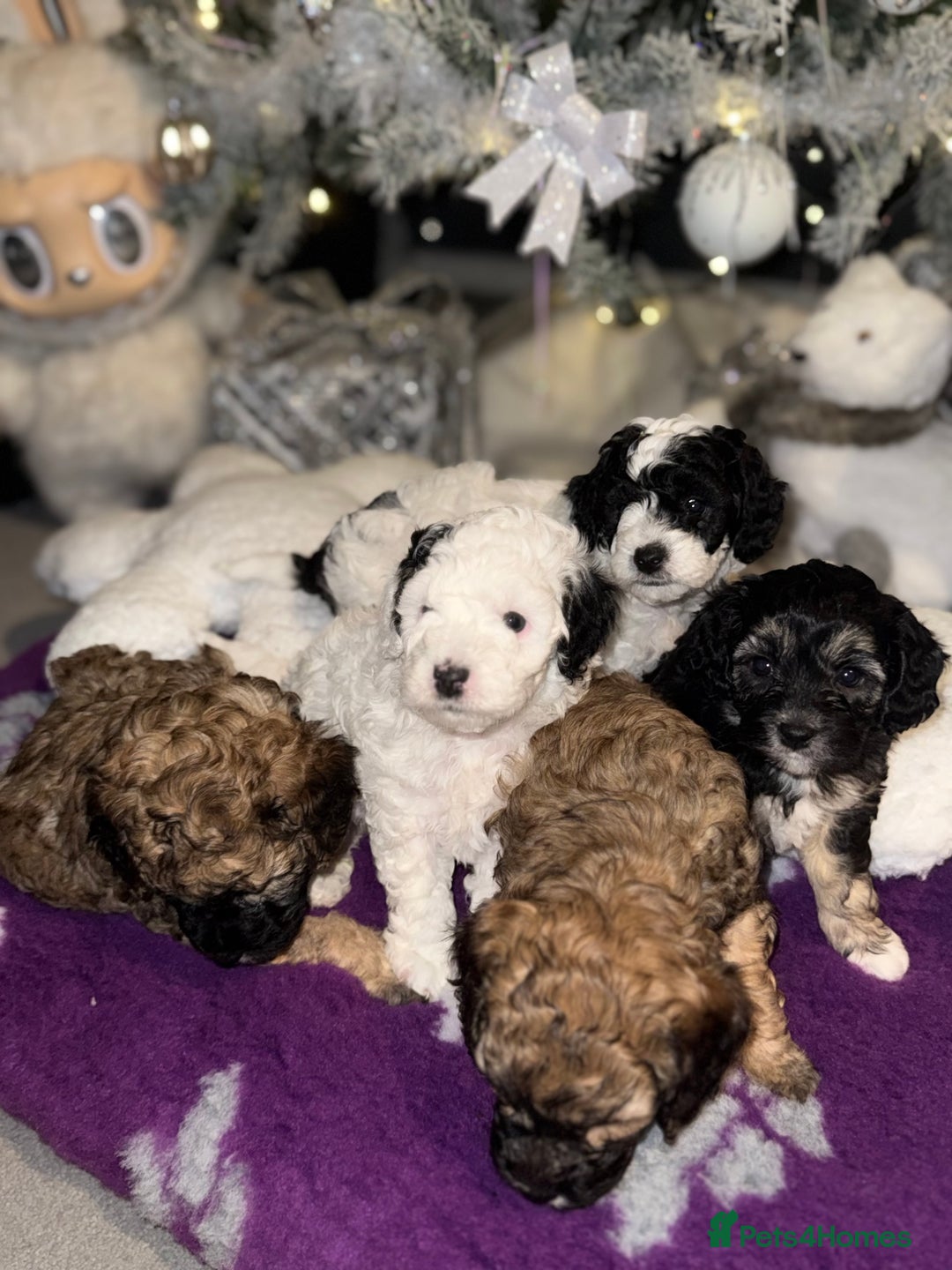 Cavapoo dogs for sale: Gorgeous rare Cavapoo F1B puppies 🐶  - Image 14