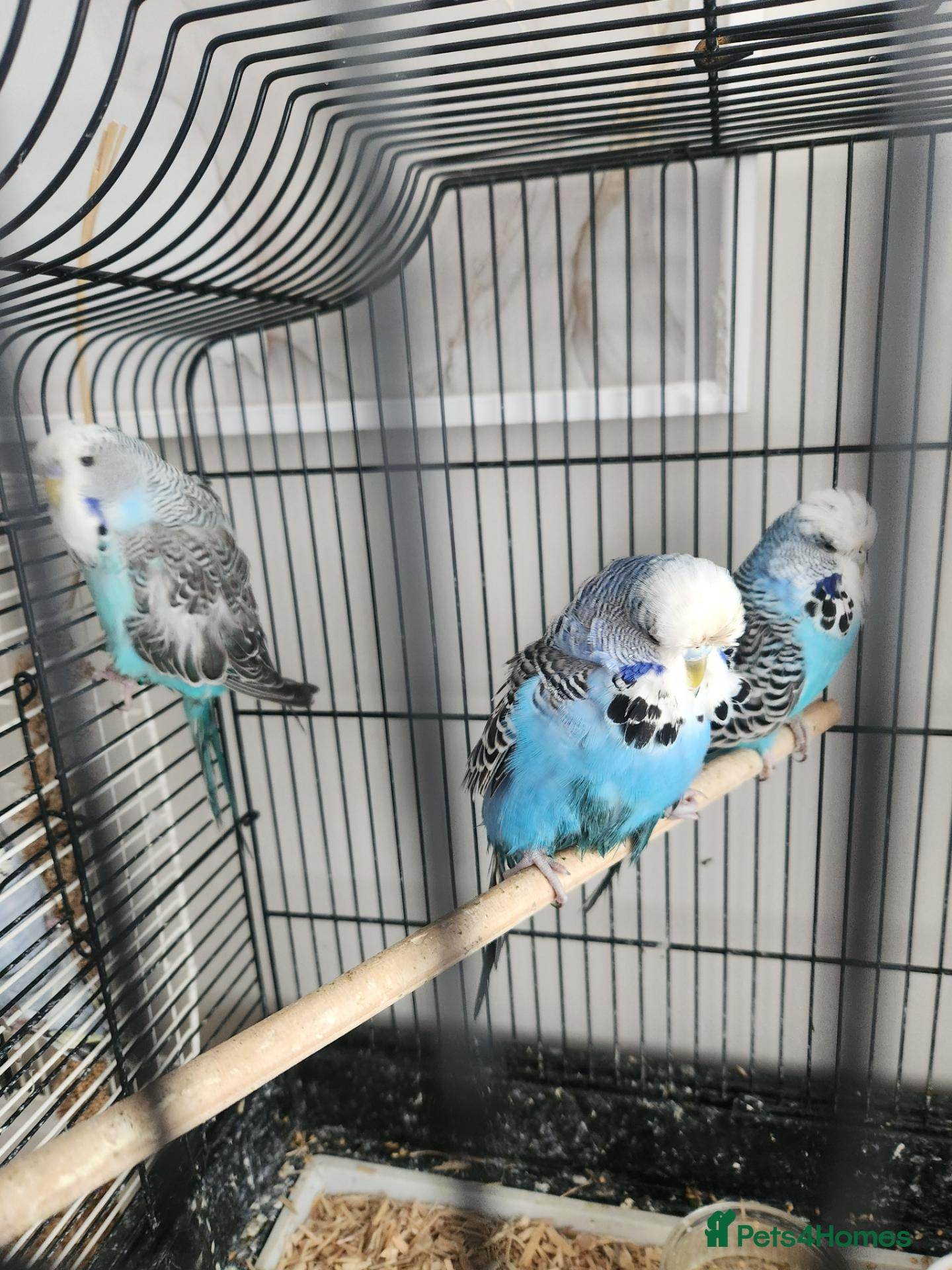 Budgerigars birds Budgies available now 🐦🐦‍⬛🦜🦚 - Advert 2