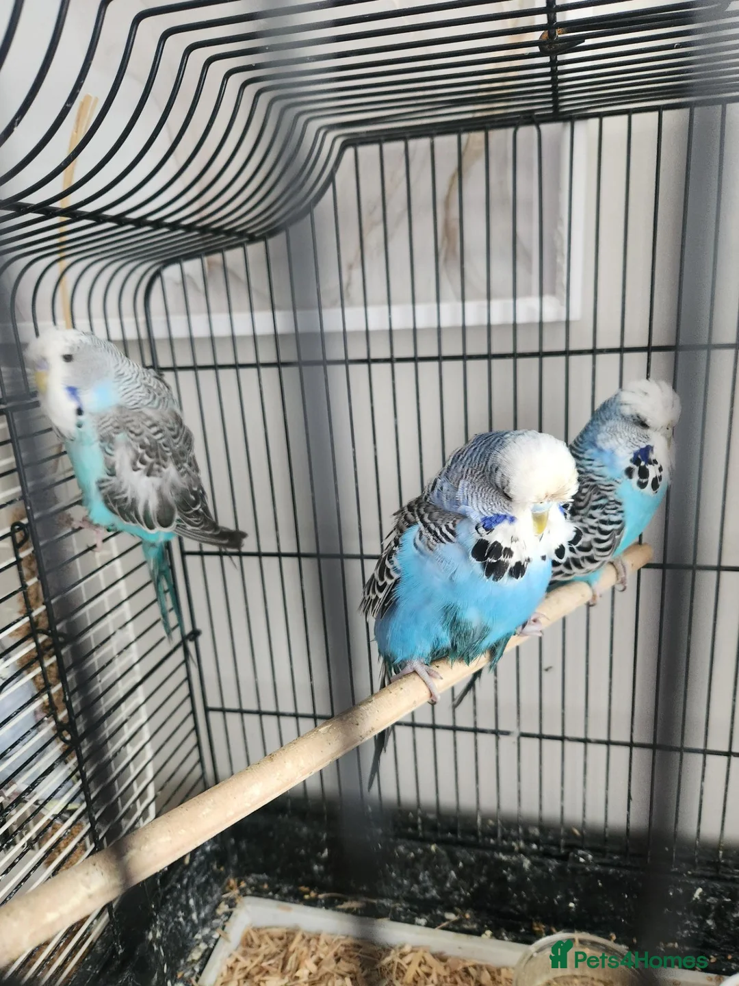 Budgerigars birds for sale: Budgies available now 🐦🐦‍⬛🦜🦚 - Advert 2