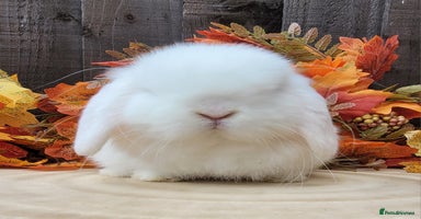 Mini Lop rabbits - Advert 5