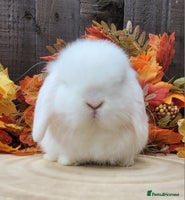 Mini Lop rabbits - Advert 11