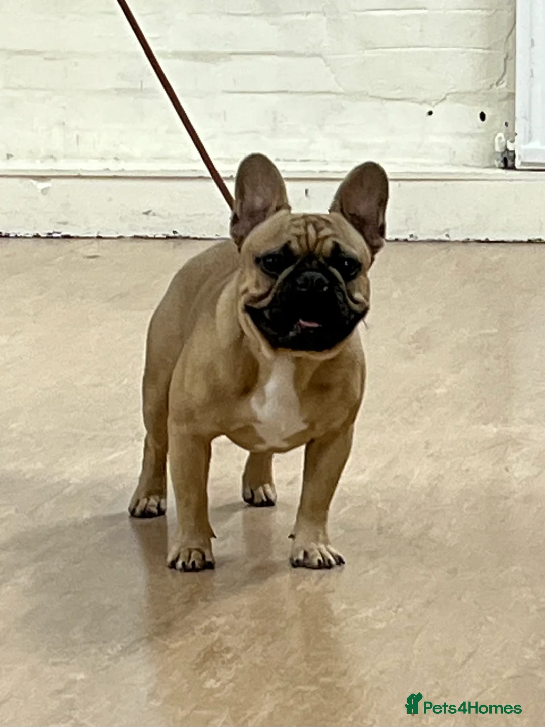 French Bulldog dogs for stud: Denzel- Open for Stud- PROVEN. Son of Super Ted  in Gillingham - Advert 8