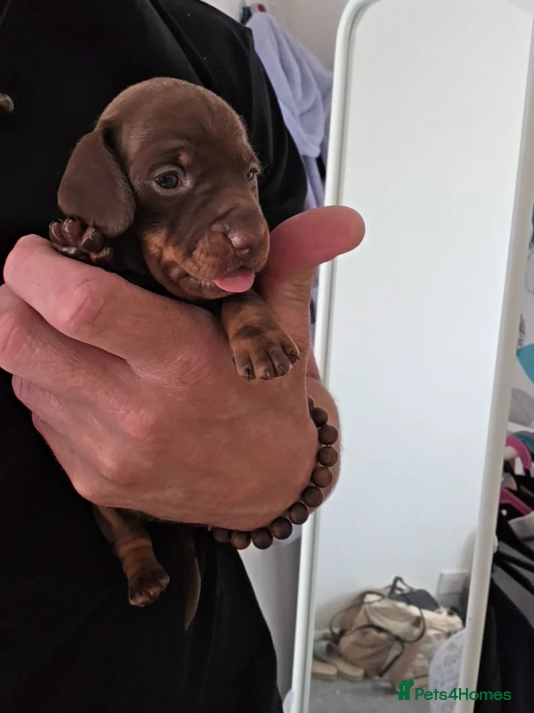 Miniature Dachshund dogs for sale: KC Registered Miniature Dachshund Puppies in Newtownabbey - Advert 15
