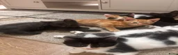 Mixed Breed cats for sale: 4 beautiful family kittens ready to leave now  - Advert 13