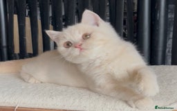 British Shorthair cats for sale: Beautiful BSH kittens  - Image 12