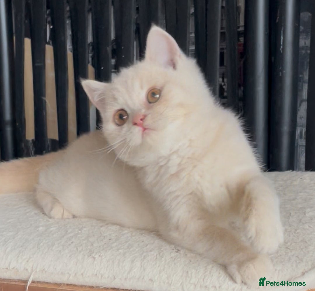 British Shorthair cats for sale: Beautiful BSH kittens  - Image 12