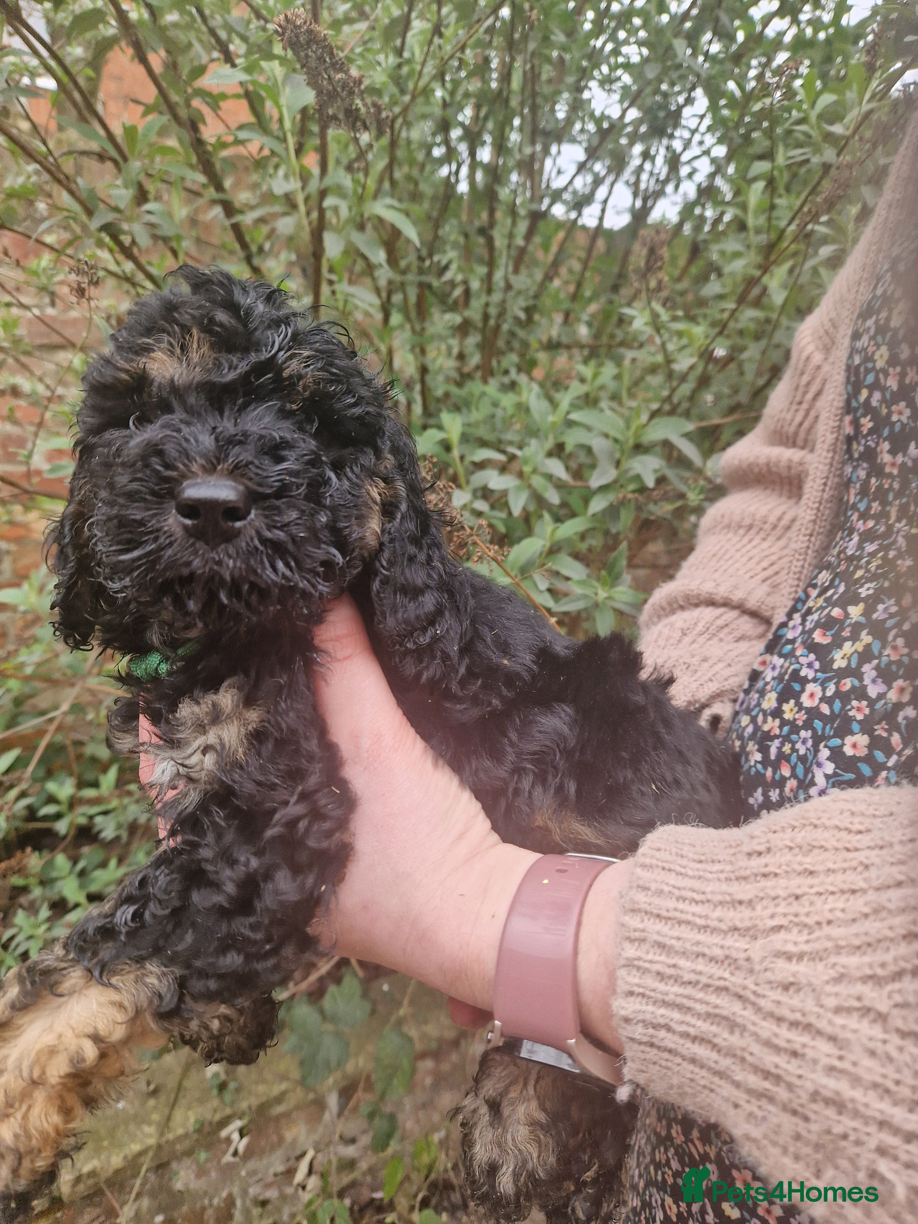 Cockapoo dogs EXTENSIVELY HEALTH TESTED F1b COCKAPOO PUPPIES - Advert 4