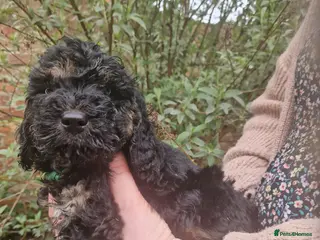 Cockapoo dogs EXTENSIVELY HEALTH TESTED F1b COCKAPOO PUPPIES - Advert 8