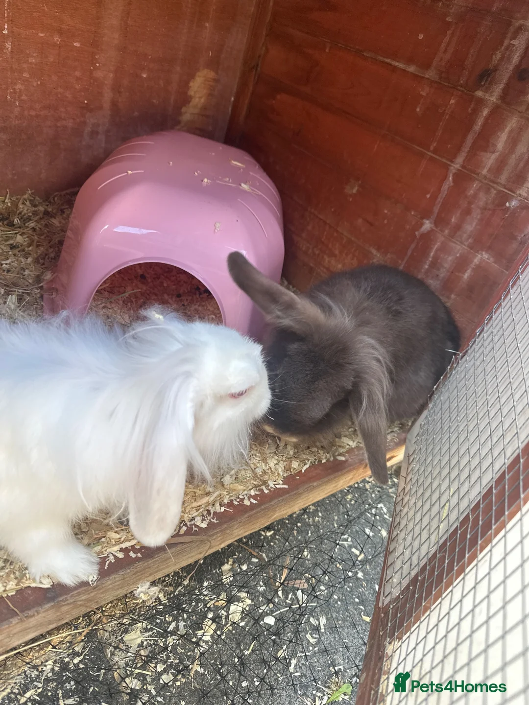 Mini Lop rabbits for sale: 2 Young Lop Bunnies in Newcastle upon Tyne - Advert 2