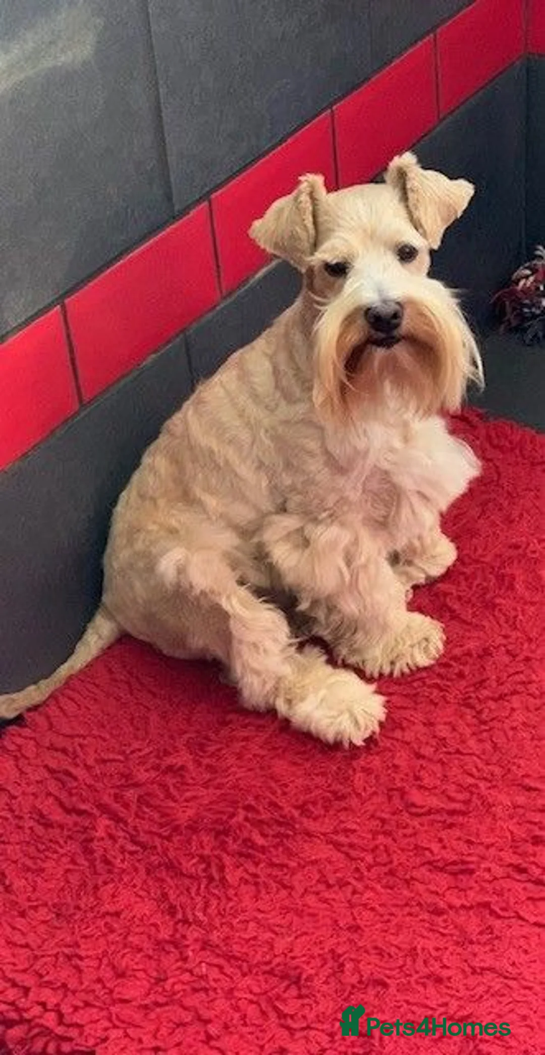 Miniature Schnauzer dogs for sale: GORGEOUS ADULT RKC WHEATEN H/T MINIATURE SCHNAUZER - Advert 6
