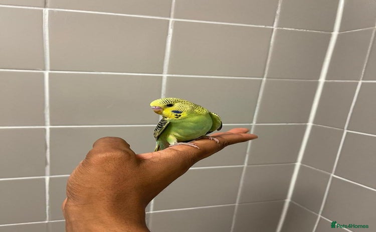 Budgerigars birds - Advert 4
