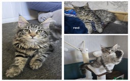 Maine Coon cats for stud: STUD ONLY  Maine Coon 9kg Russian Lines Proven - Image 22