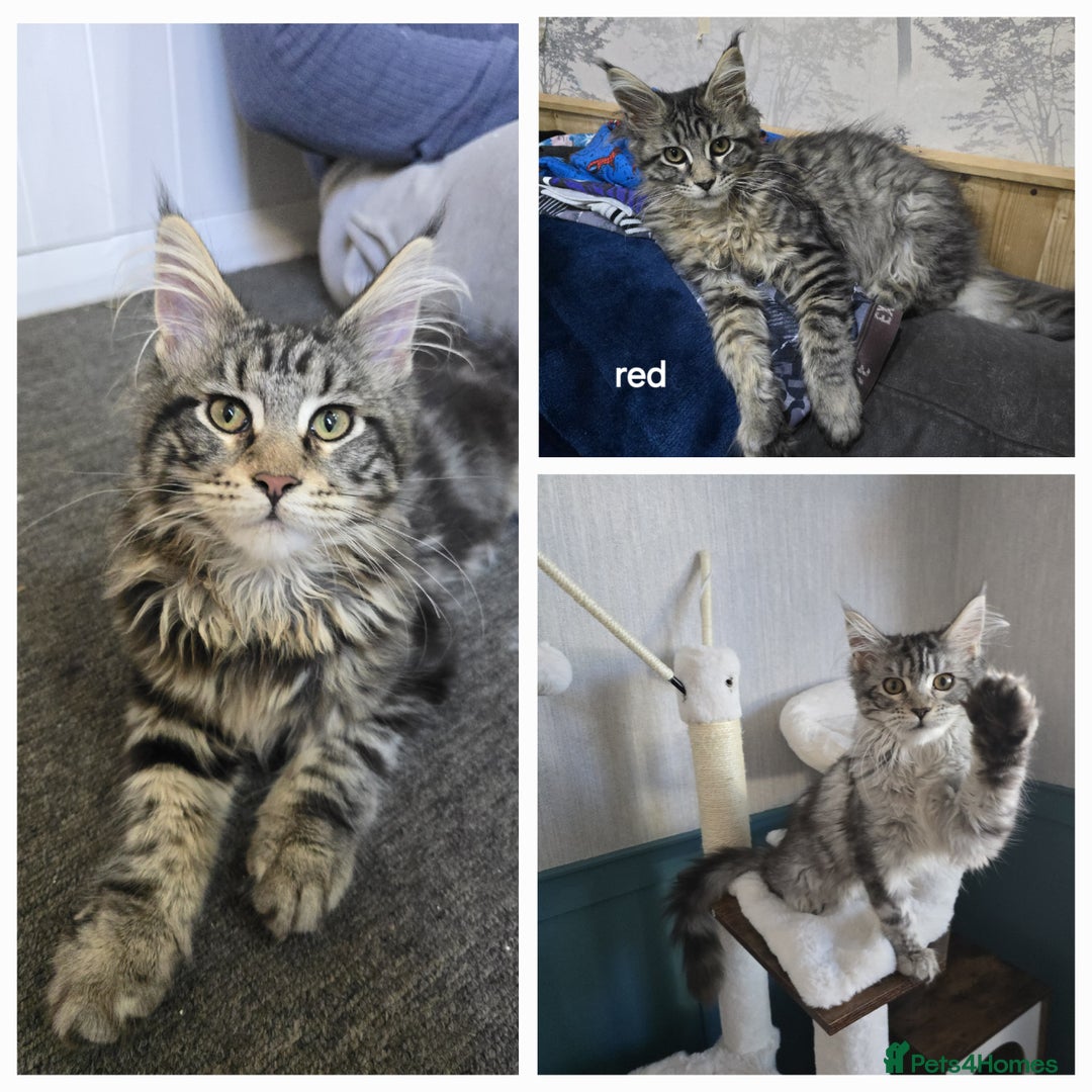 Maine Coon cats for stud: STUD ONLY  Maine Coon 9kg Russian Lines Proven - Image 22
